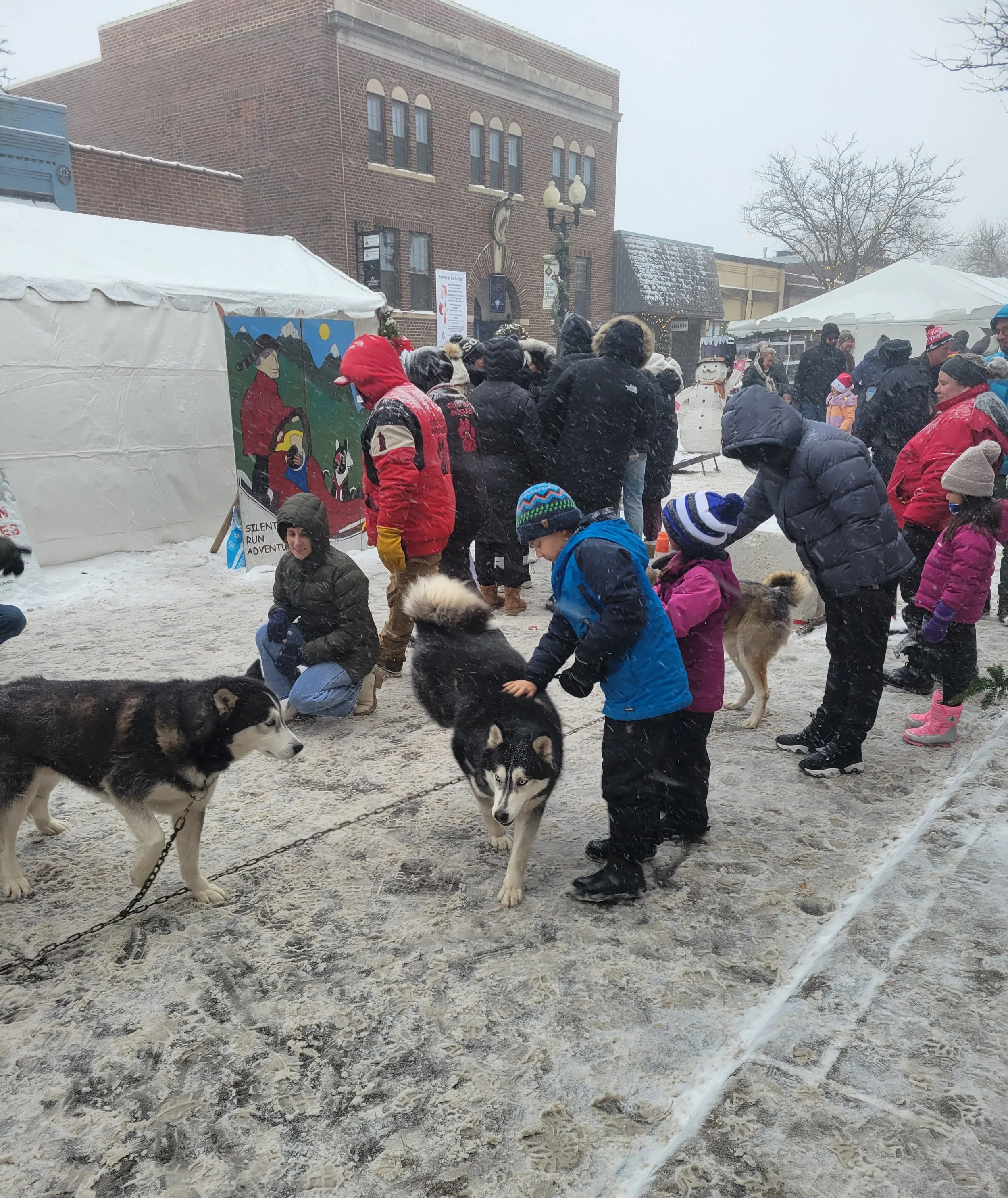 Sled dogs.jpg