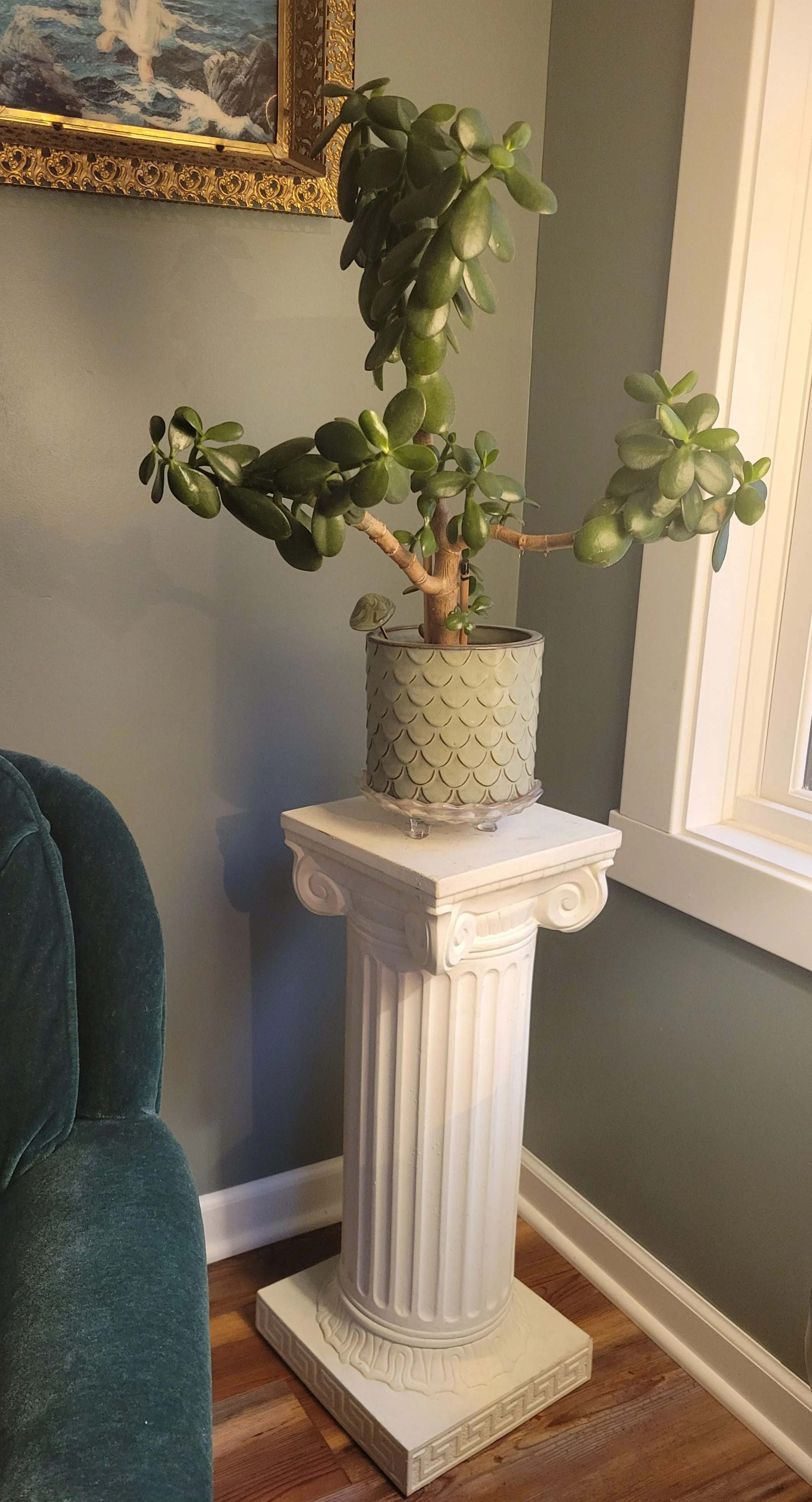 Happy plant.jpg