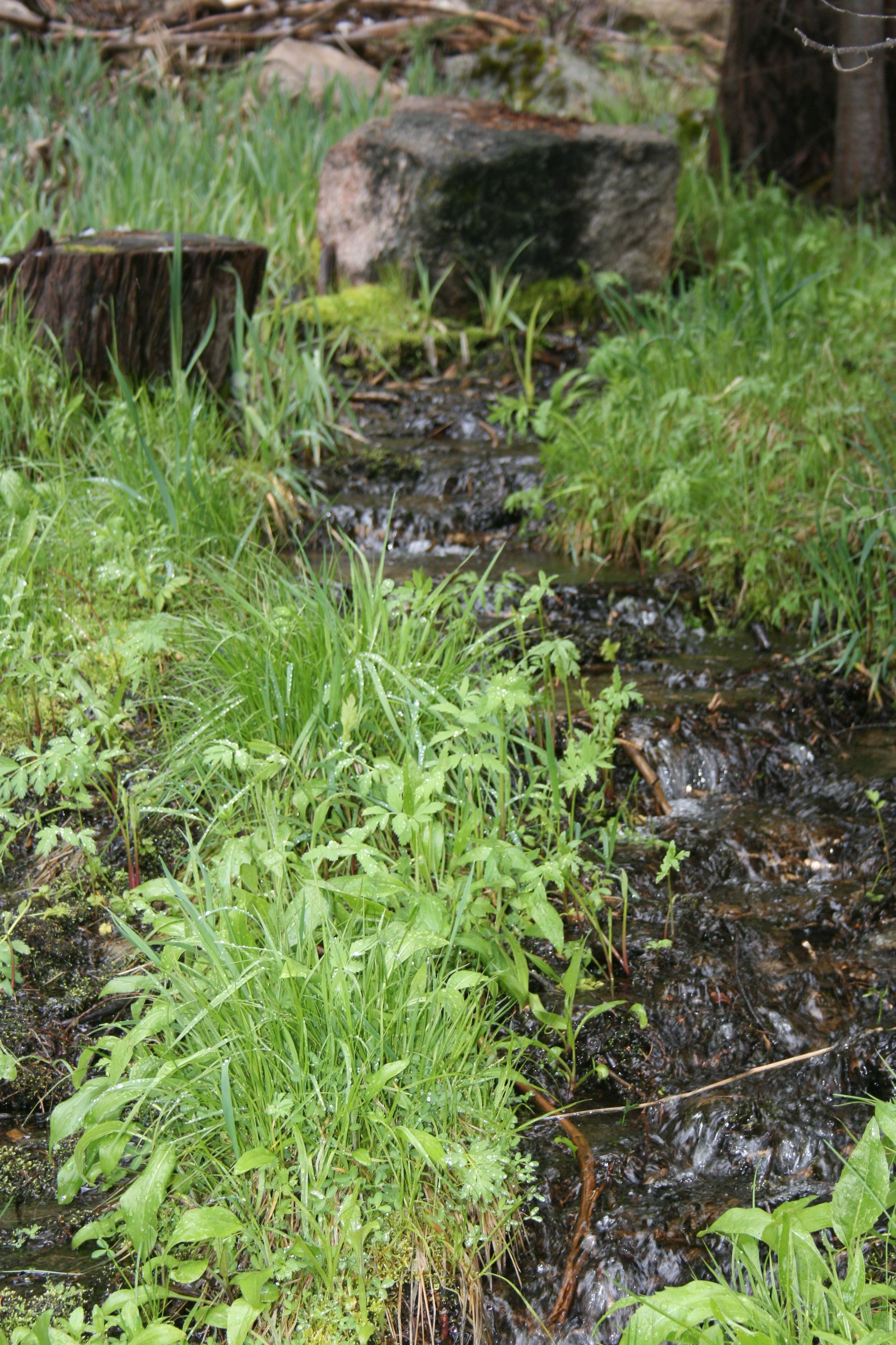 Spring