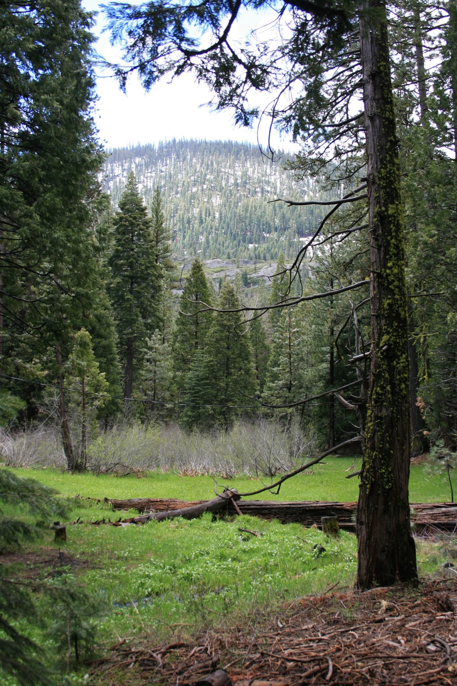 Meadow