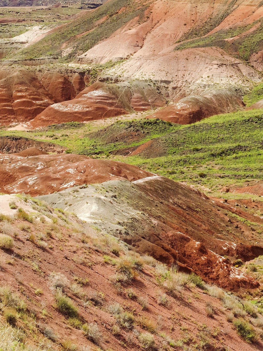 Petrified Forrest