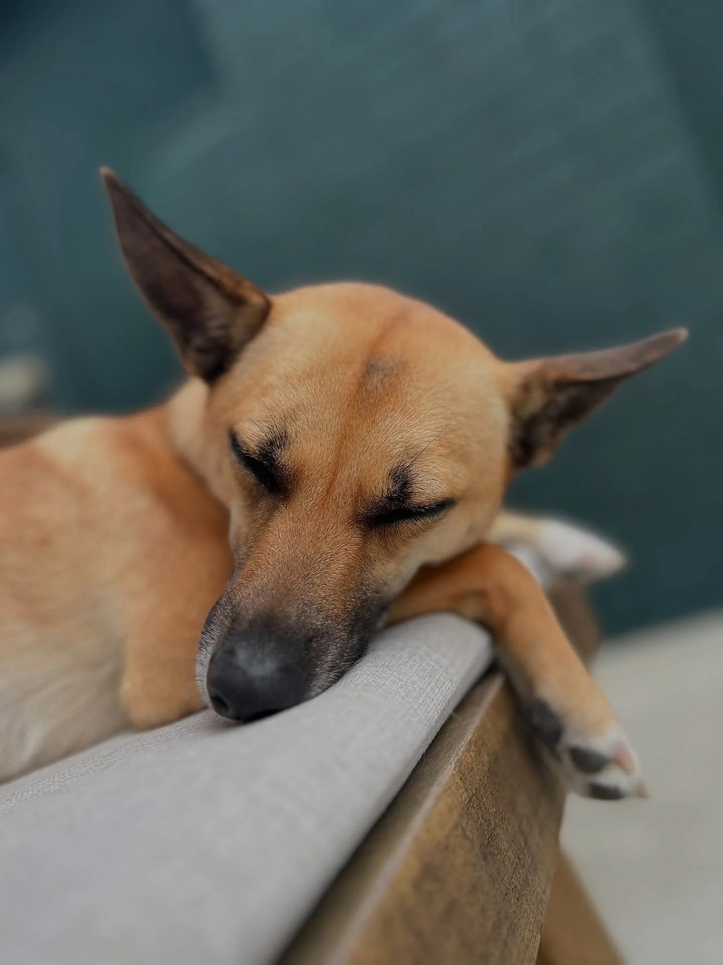 #obsessed with this fur baby @eviethegooddog 🐕 #love #sunny days relaxing with this one 🥰