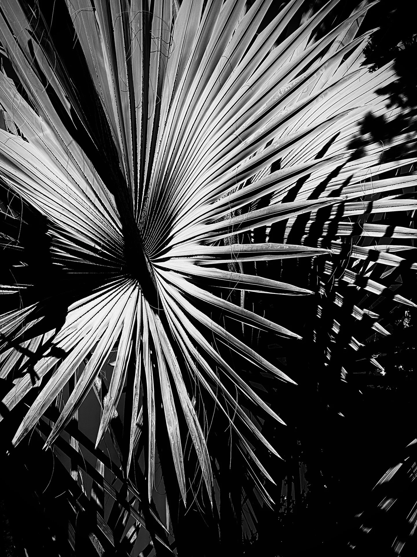 The sun is out 😎 Finding #shapes and following #natures #lines along the way. 

#blackandwhite #wandering #whimsy #botantical #plants #artwork