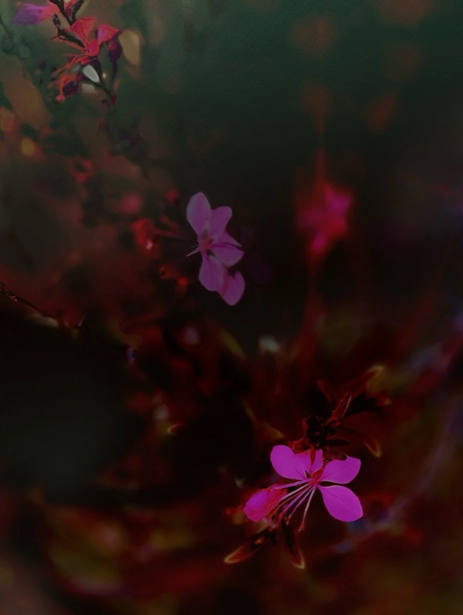 From an ongoing series of exploring how color dissolves the edge between flowers, light, and atmosphere to create something new.

&ldquo;A Whisker of Rose&rdquo; 2026
Layered photography, archival pigment print

#FlowerStudy
#BotanicalAbstraction
#Fl