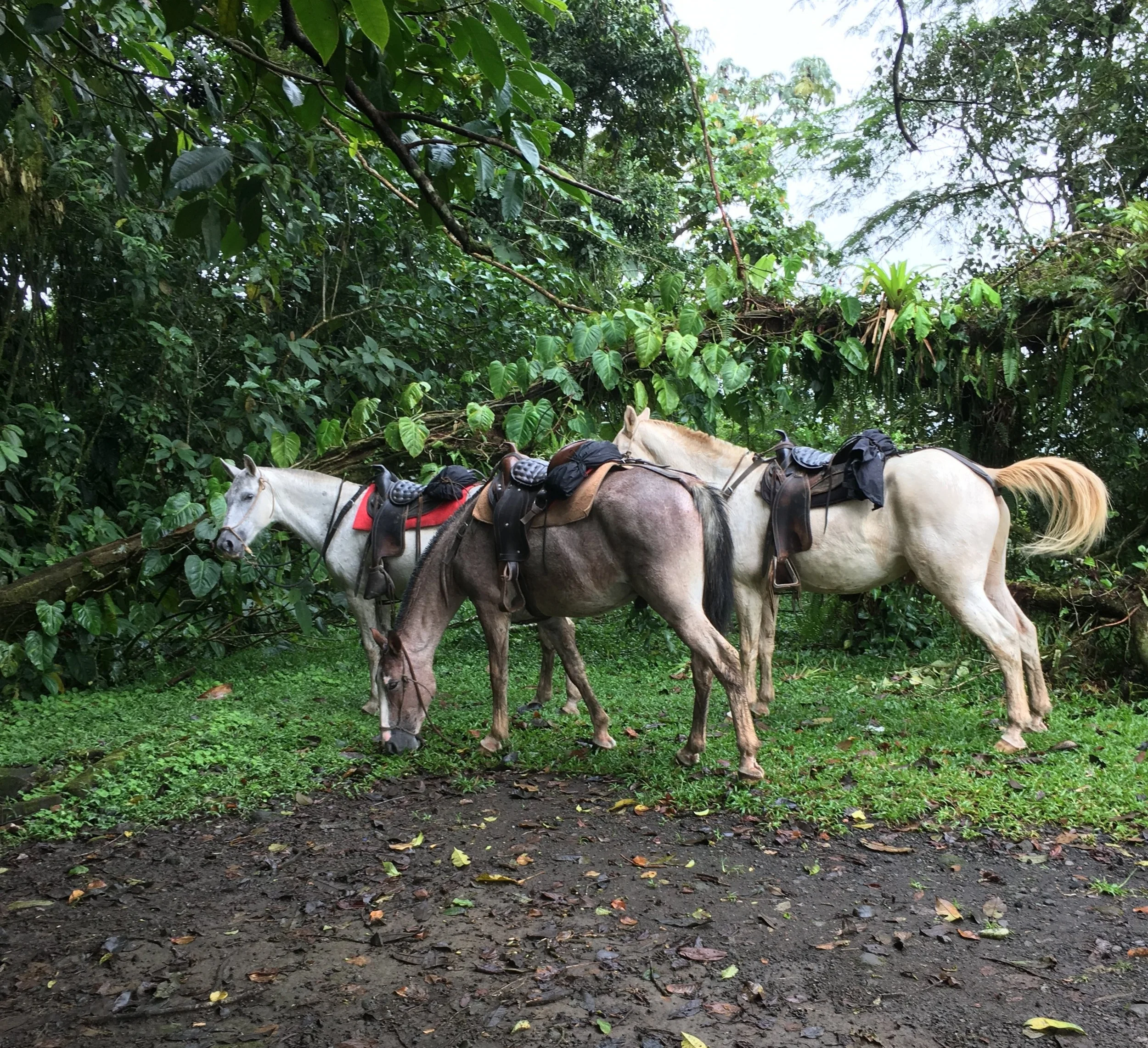 Our other guides during our Arenal Volcano experience- horses that took us on a trail ride through the rainforest.