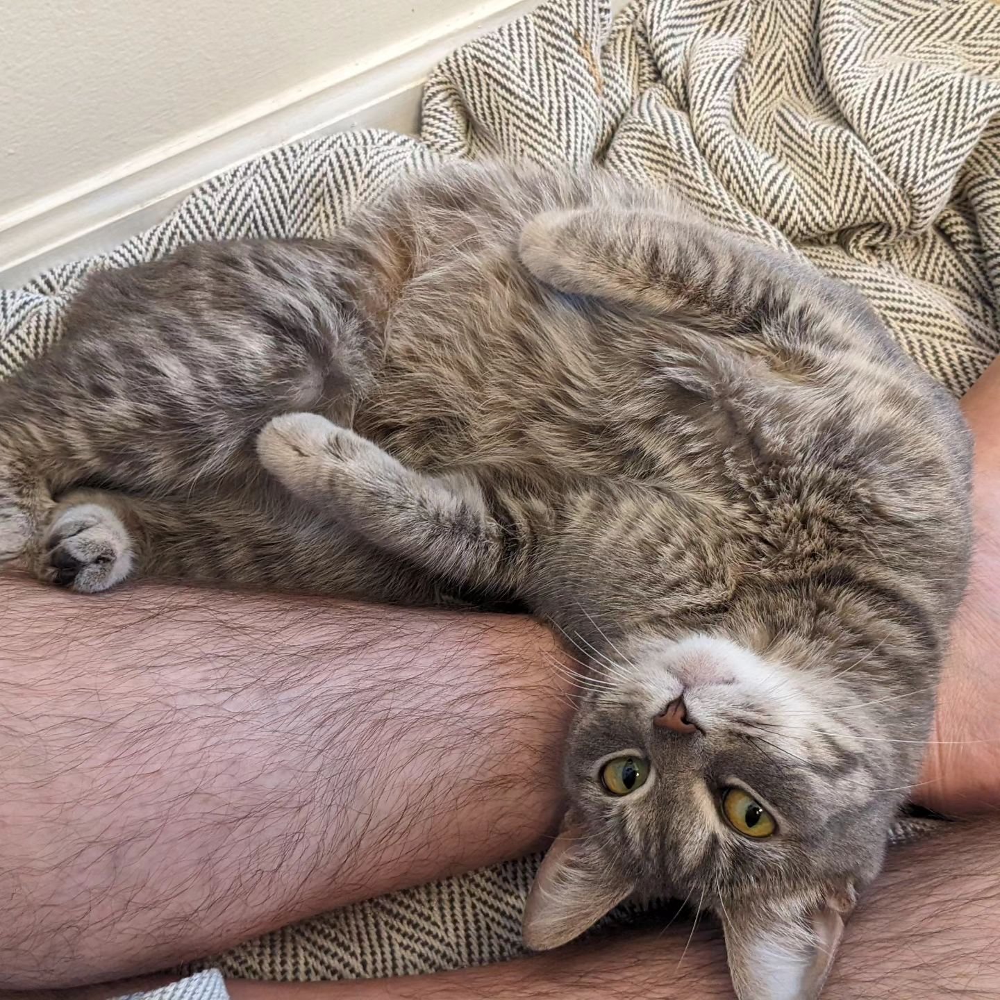 Meet Jumpscare! 👻
This little stray has been hiding in the walls of our building's laundry room for over a week. We got her out and have been taking care of her for awhile, she got back from the vet and has been doing really well. We're so excited f