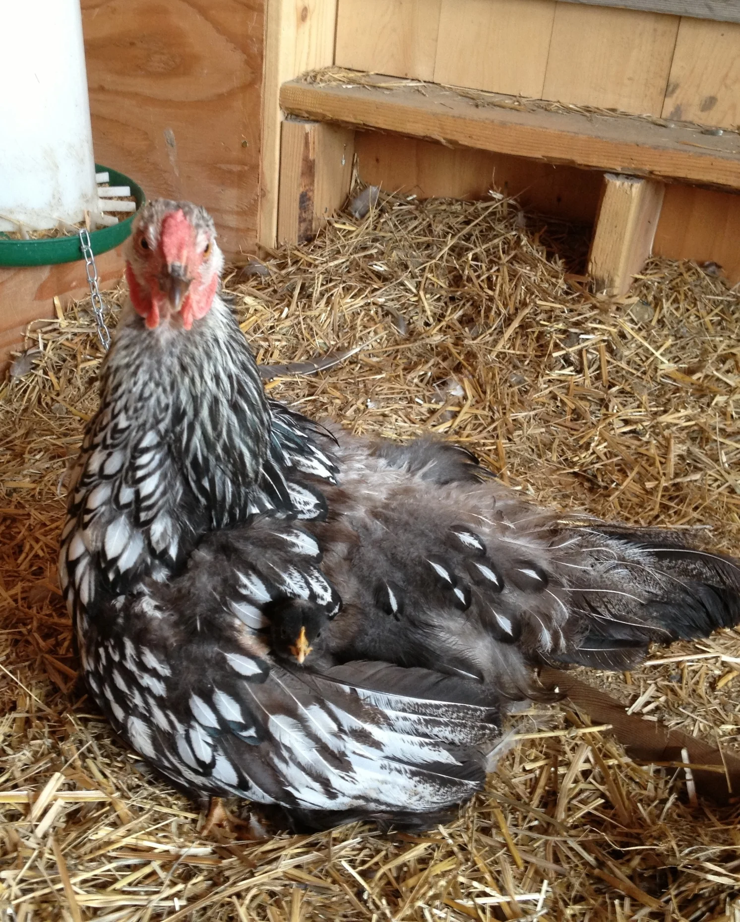 Crazy Mama - Chick Educator