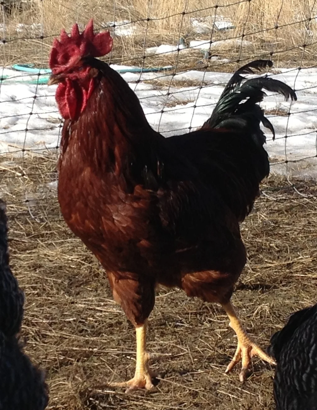 Flash - Hen Chaperone 