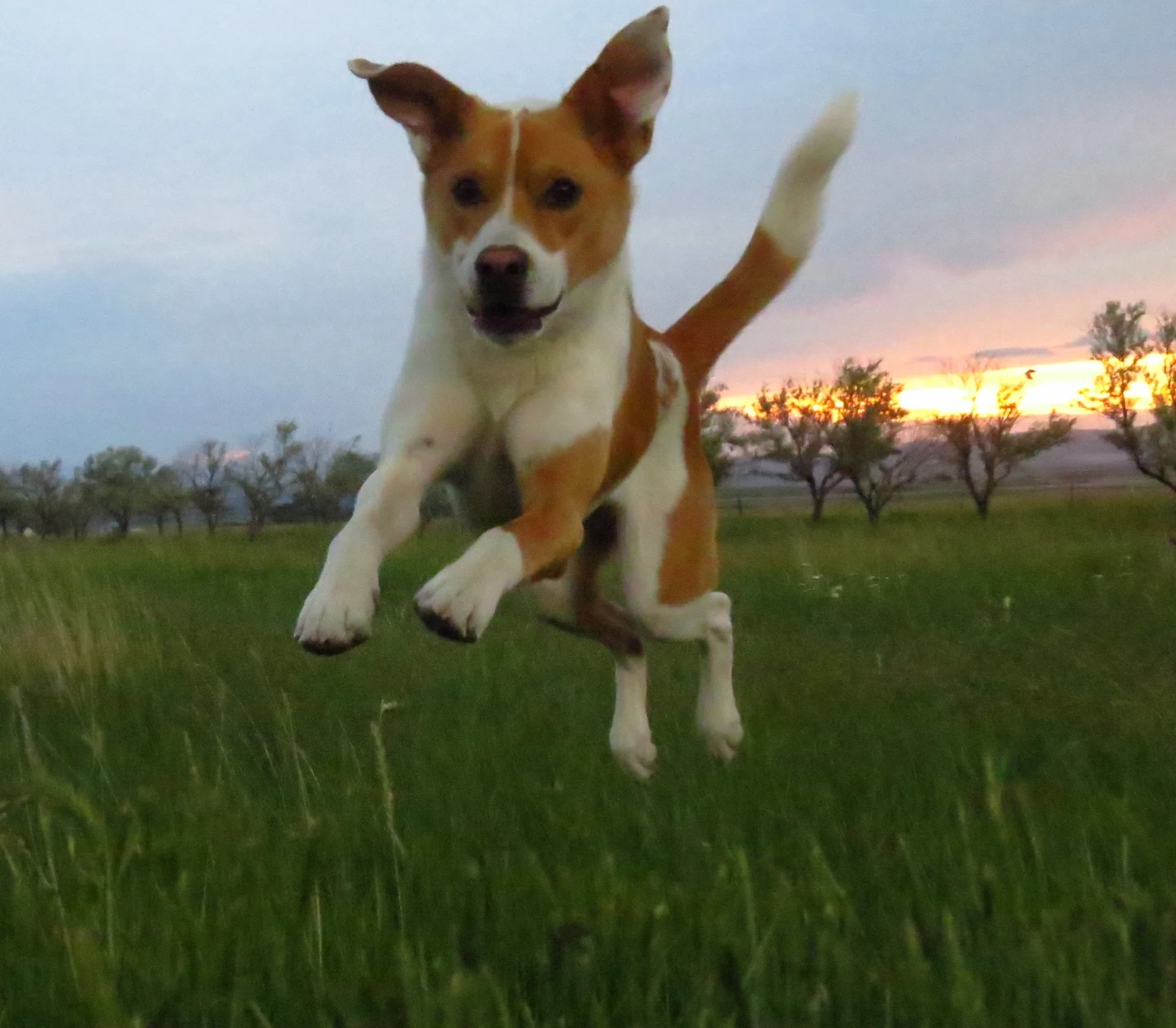 Padawan - Jedi Master