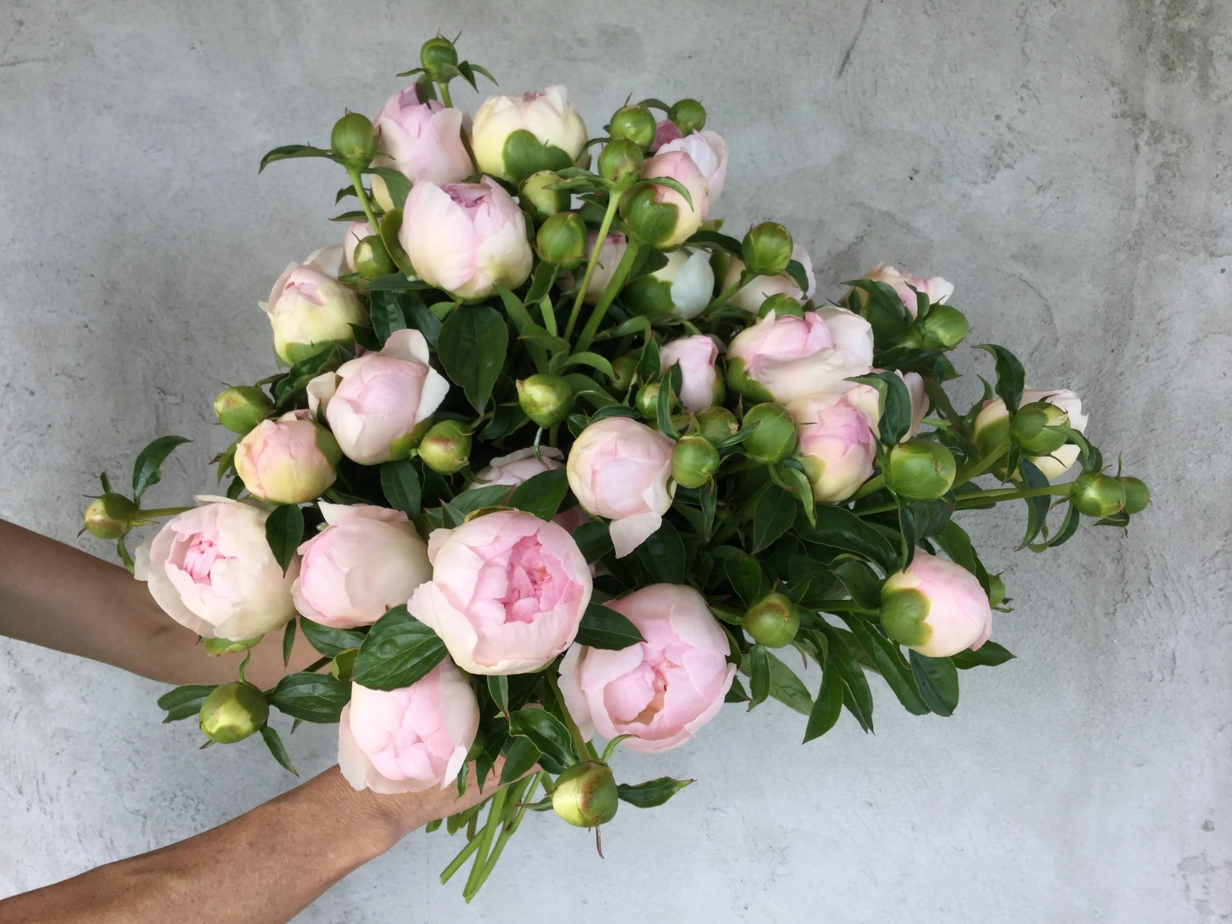 Peony, blush pink