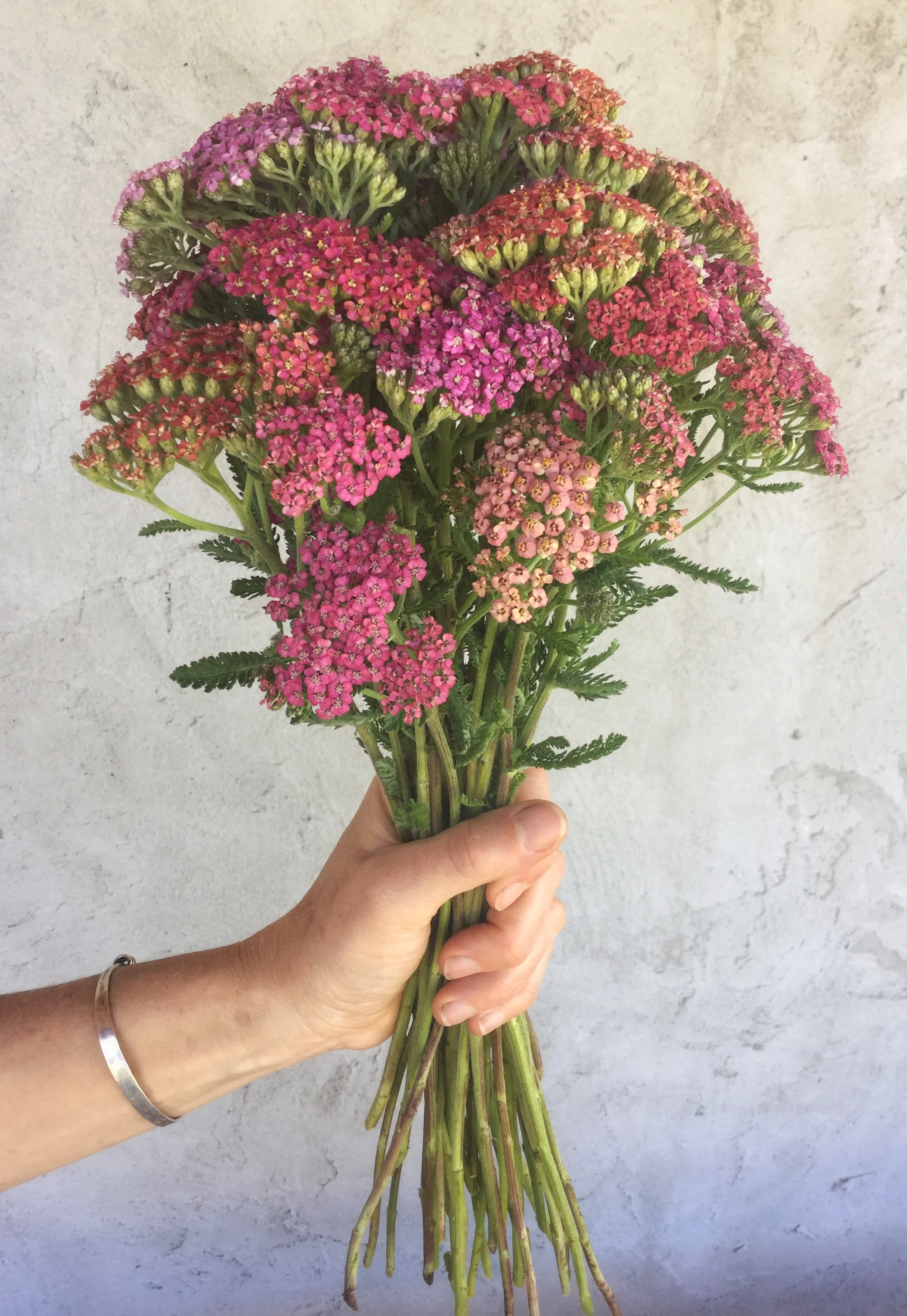 Yarrow, reds, pinks, and peaches
