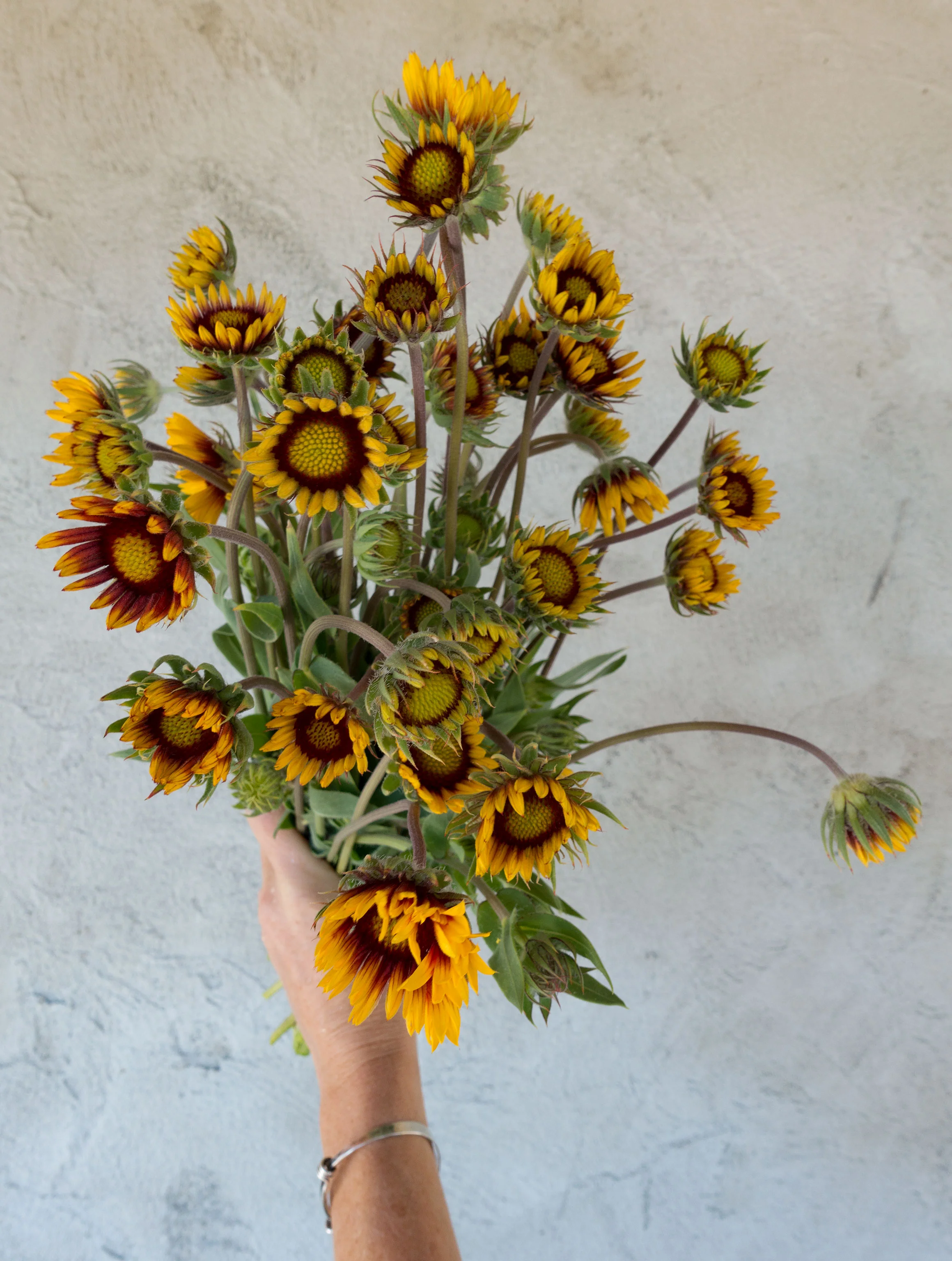 Blanket Flower
