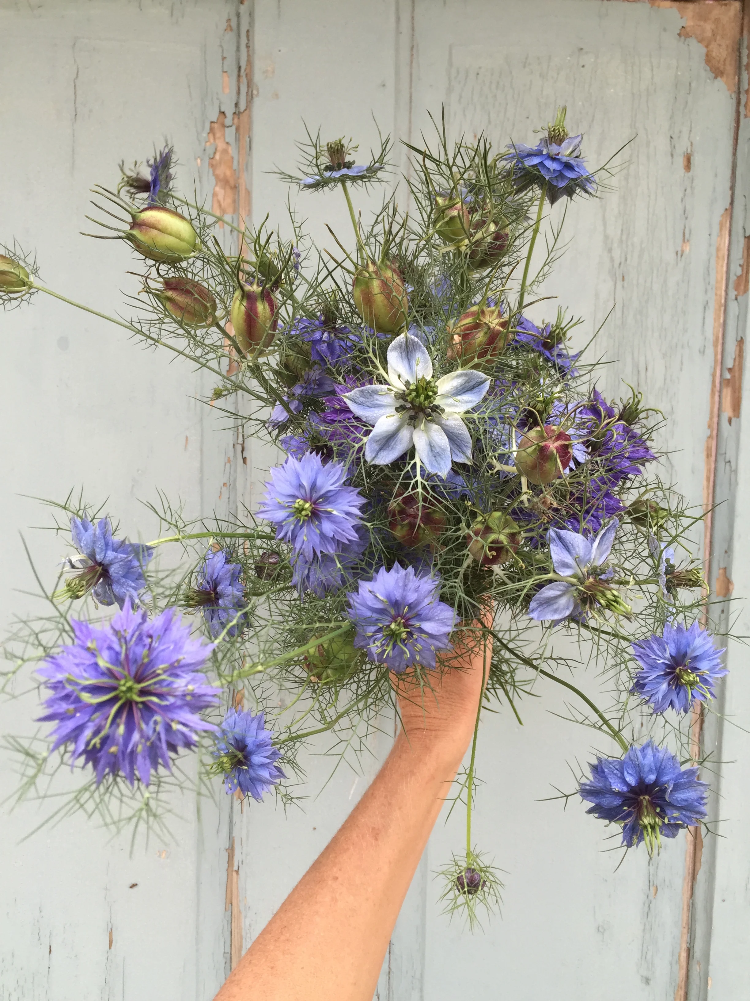 Nigella, blues