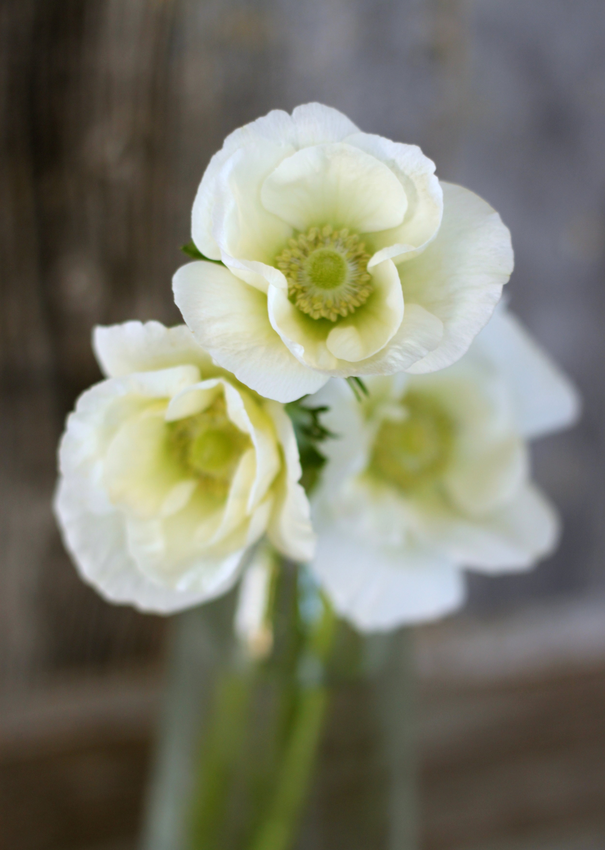 Anemone, green eye