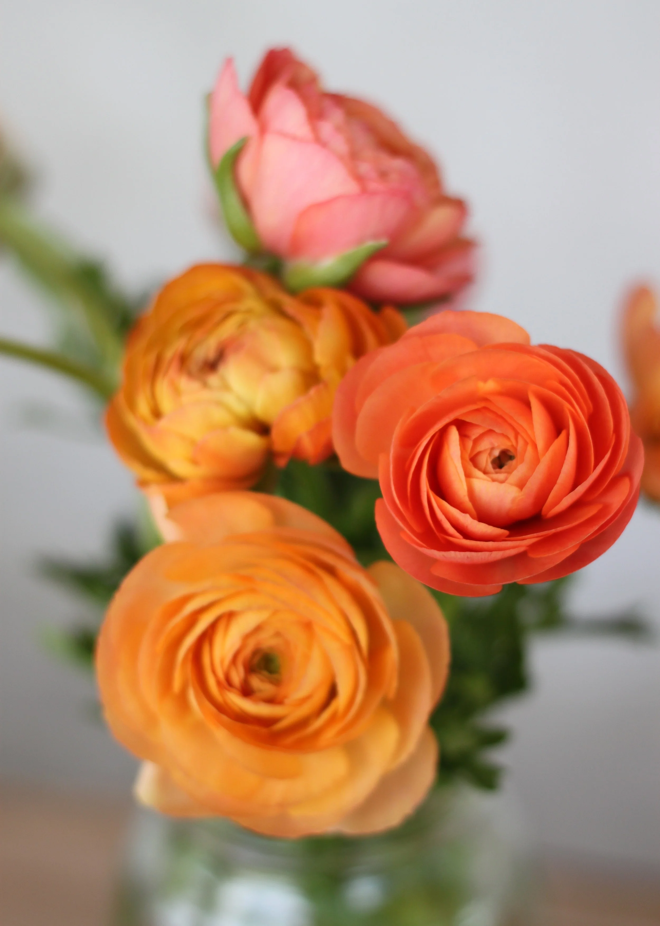 Ranunculus, tangerine