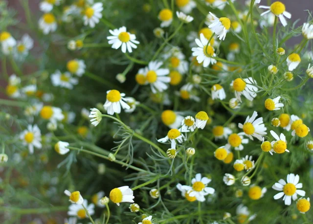 Chamomile