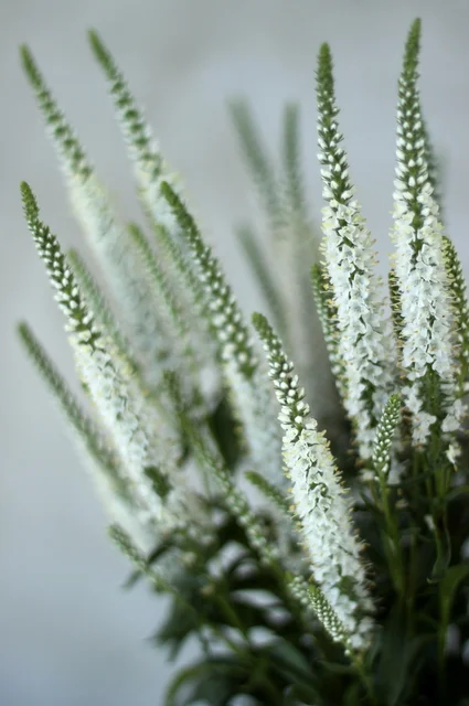 Veronica, white and purple