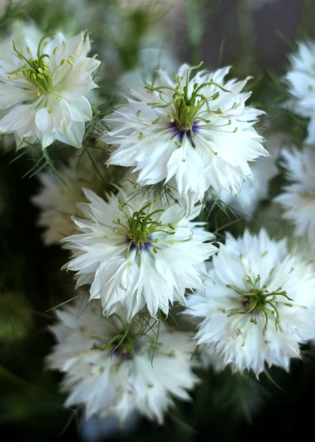 Nigella, white