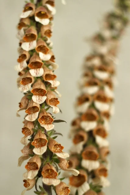 Foxgloves Grecian