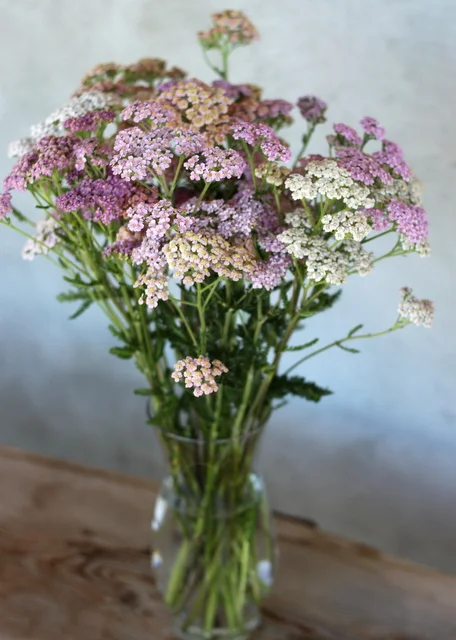 Yarrow, pastels