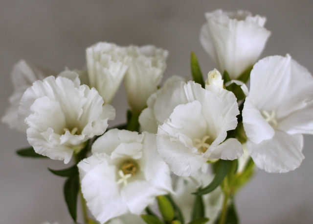 Godetia (silk flower), white