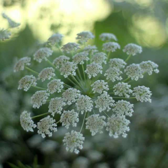 Queen Anne's Lace, white