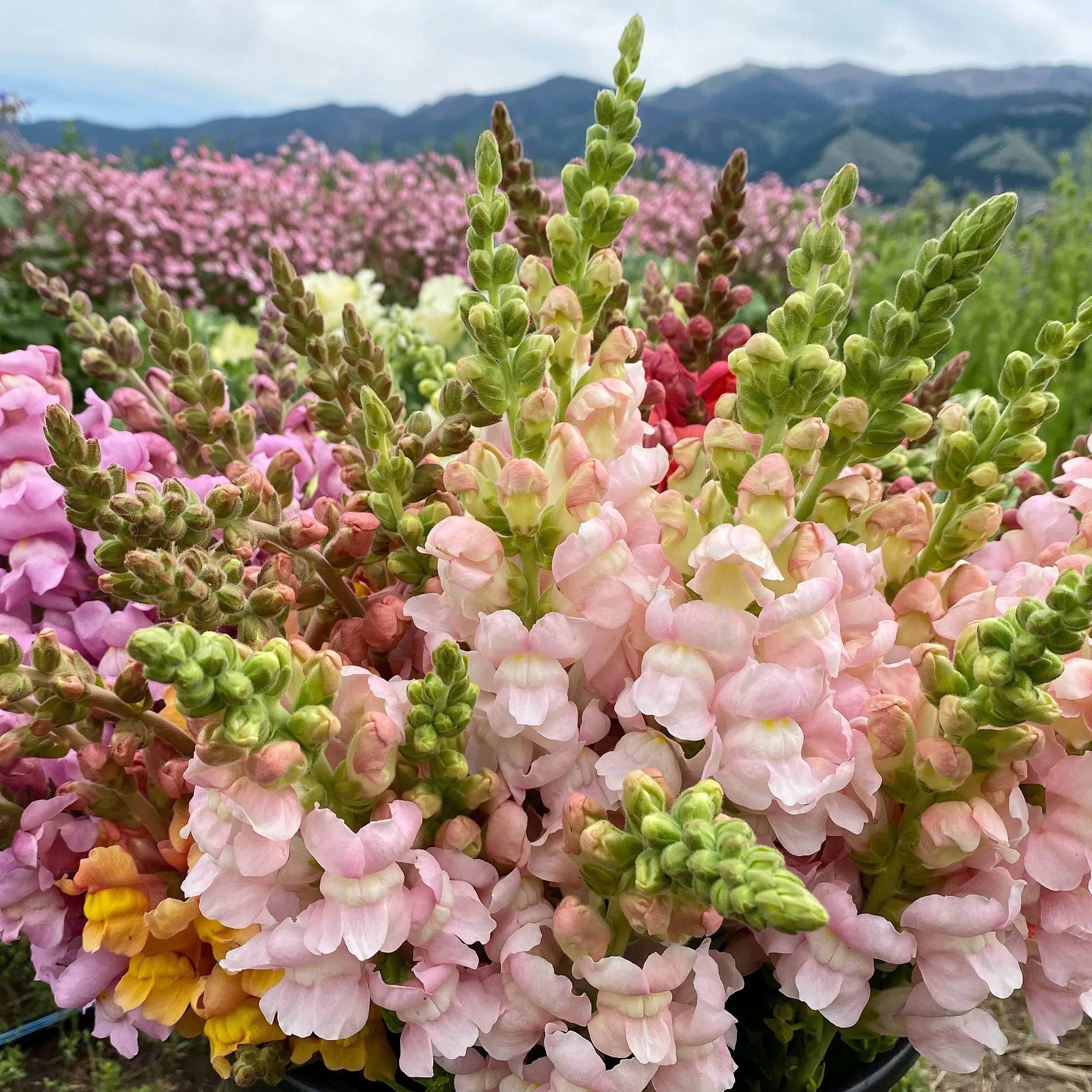 Snapdragons, white, pink, salmon, peach, mauve, hot pink, blush