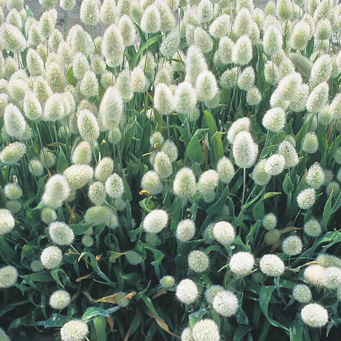 Bunny Tails