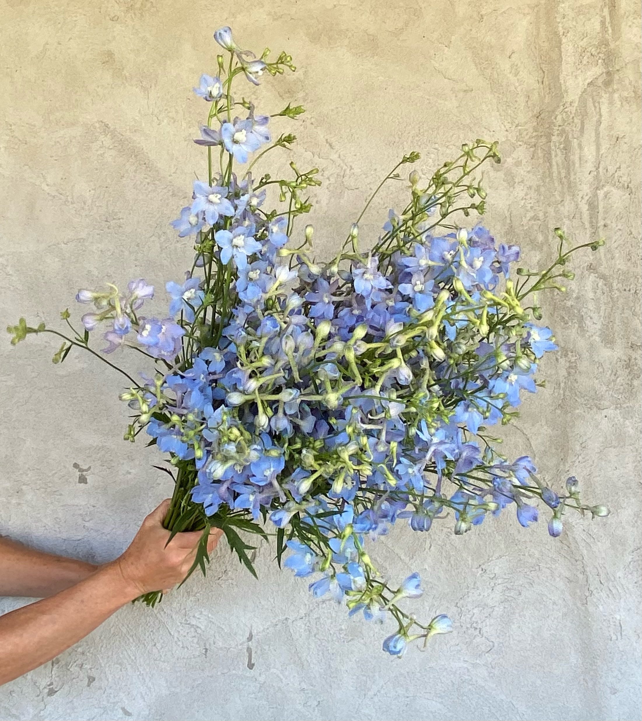 Delphinium