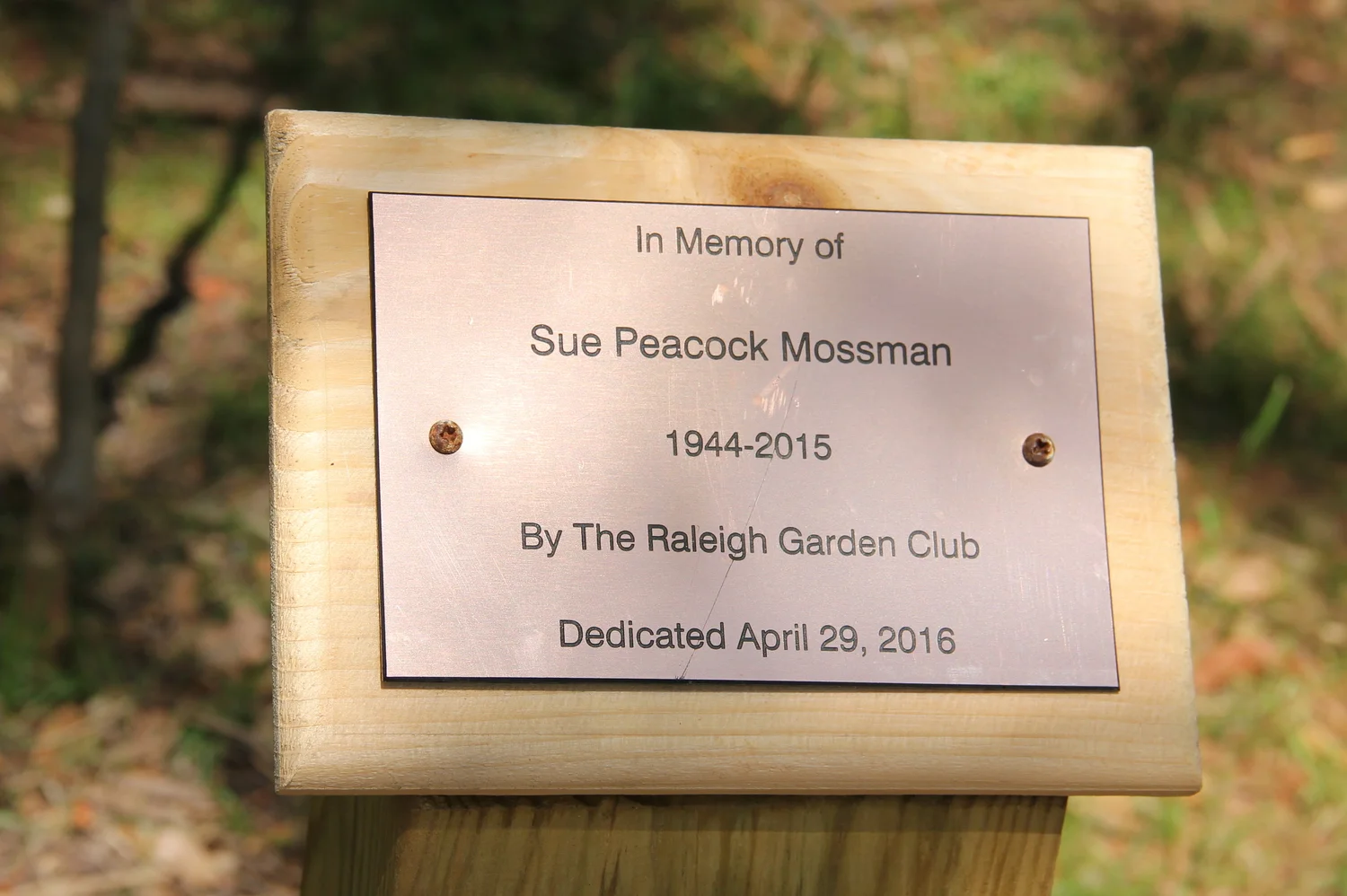 Sue Peacock Mossman.jpg