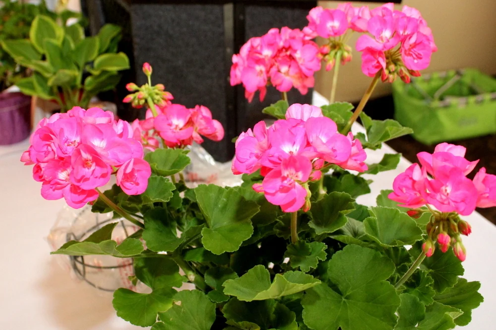 May doorprize geranium.jpg