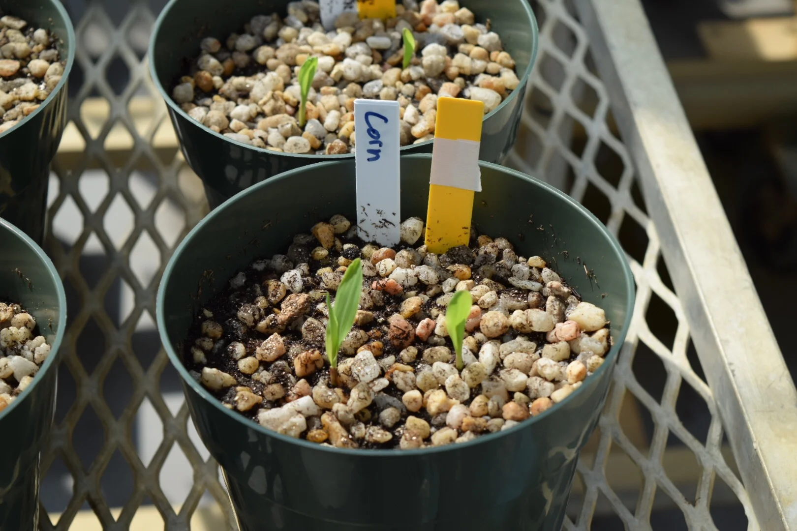 Corn Seedlings.JPG