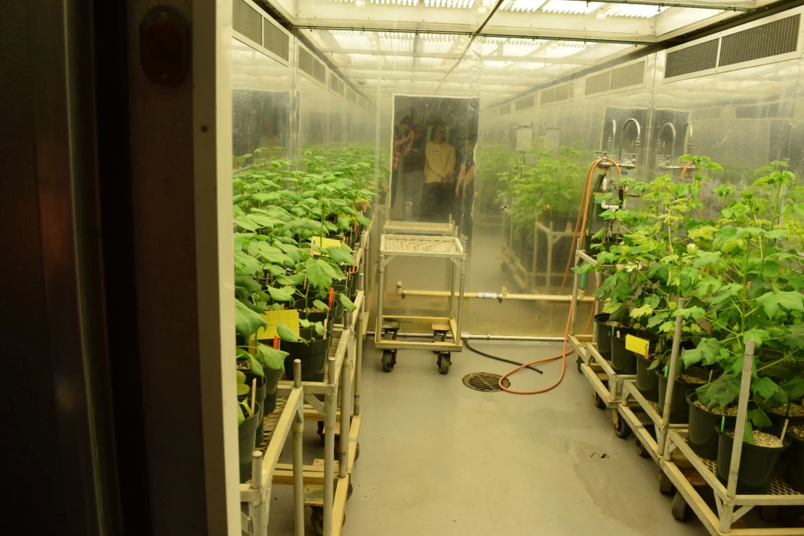 Cotton in reflective Growth Chamber.JPG