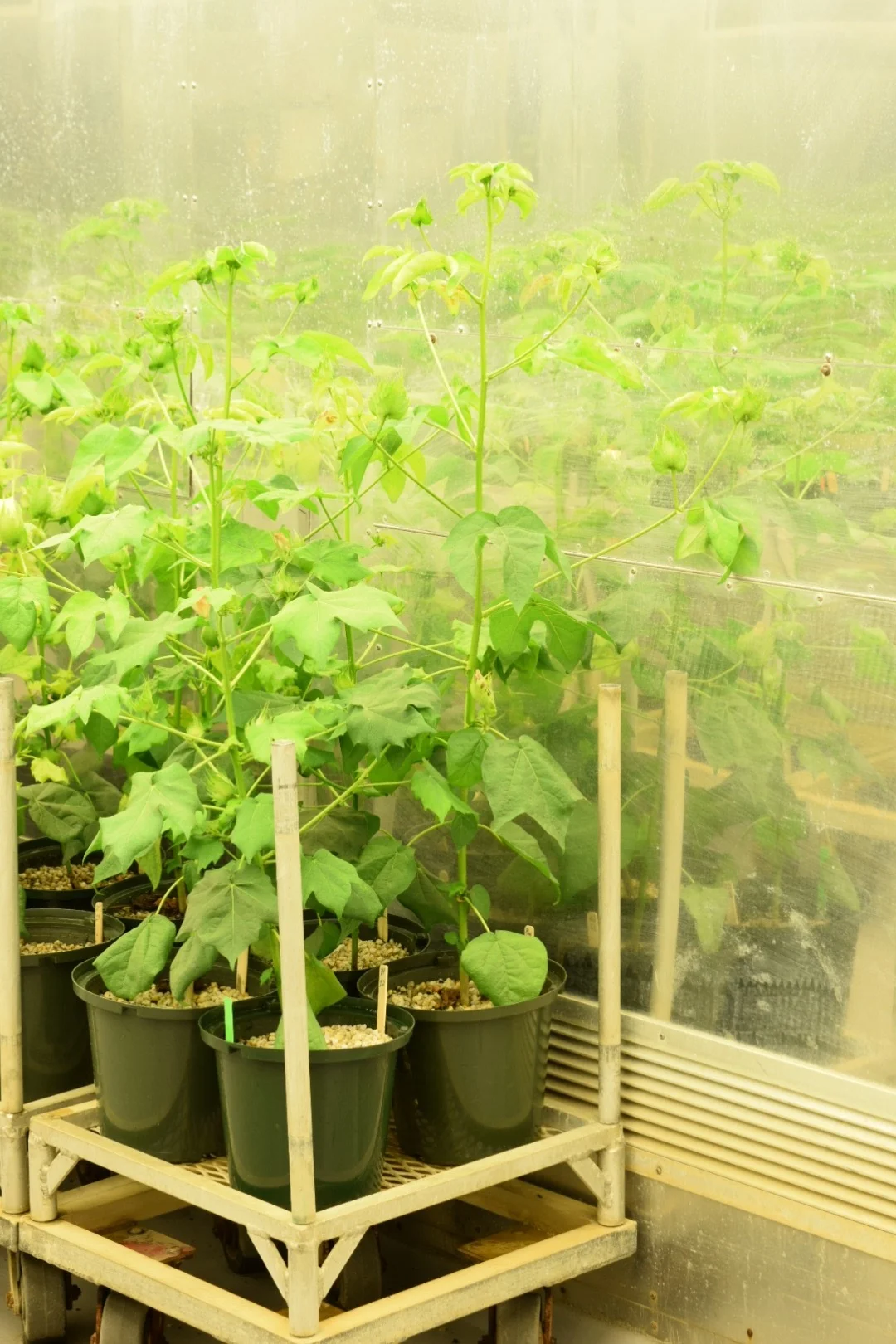 Cotton Plants Phytotron.JPG