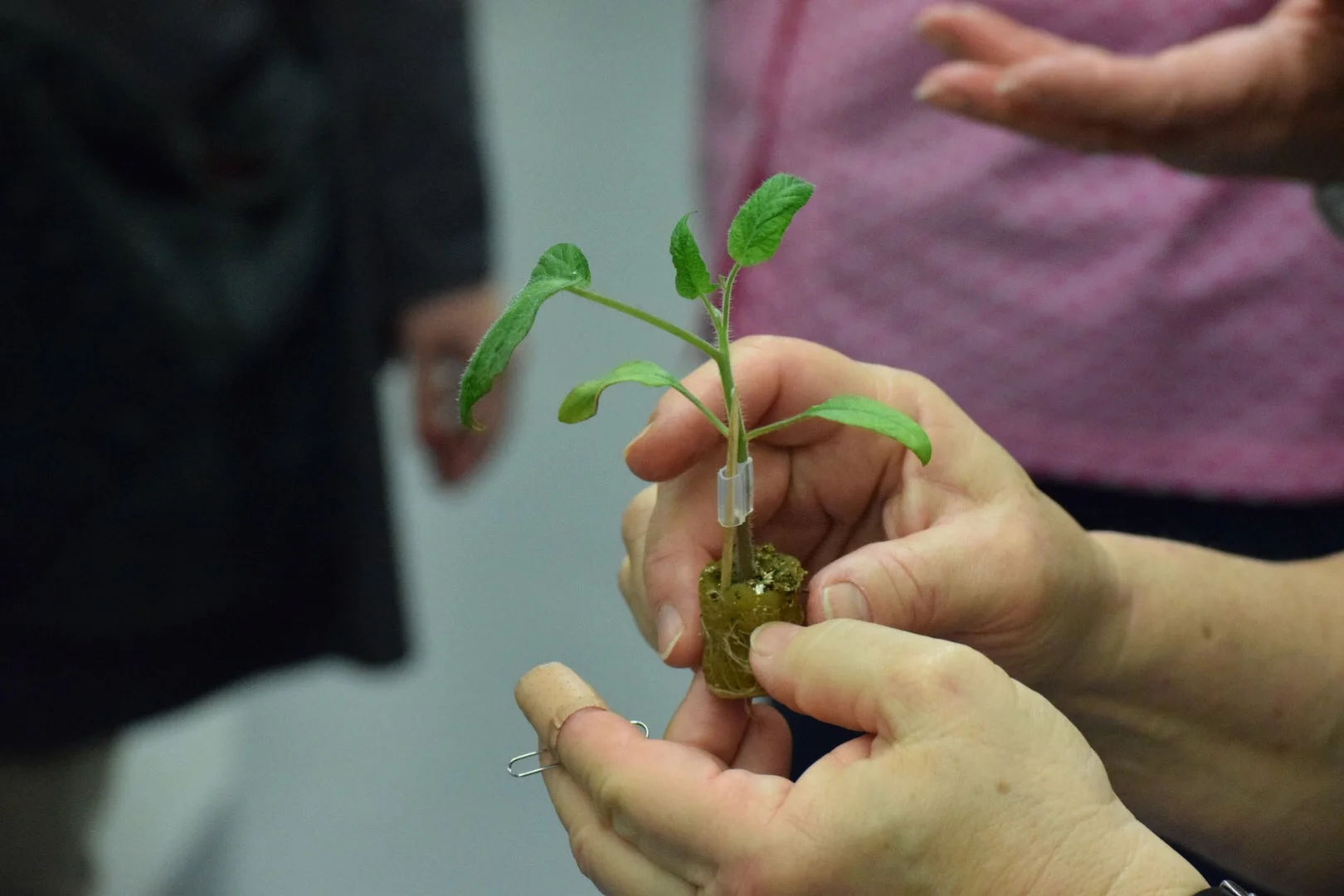Grafted Tomato Plant.JPG