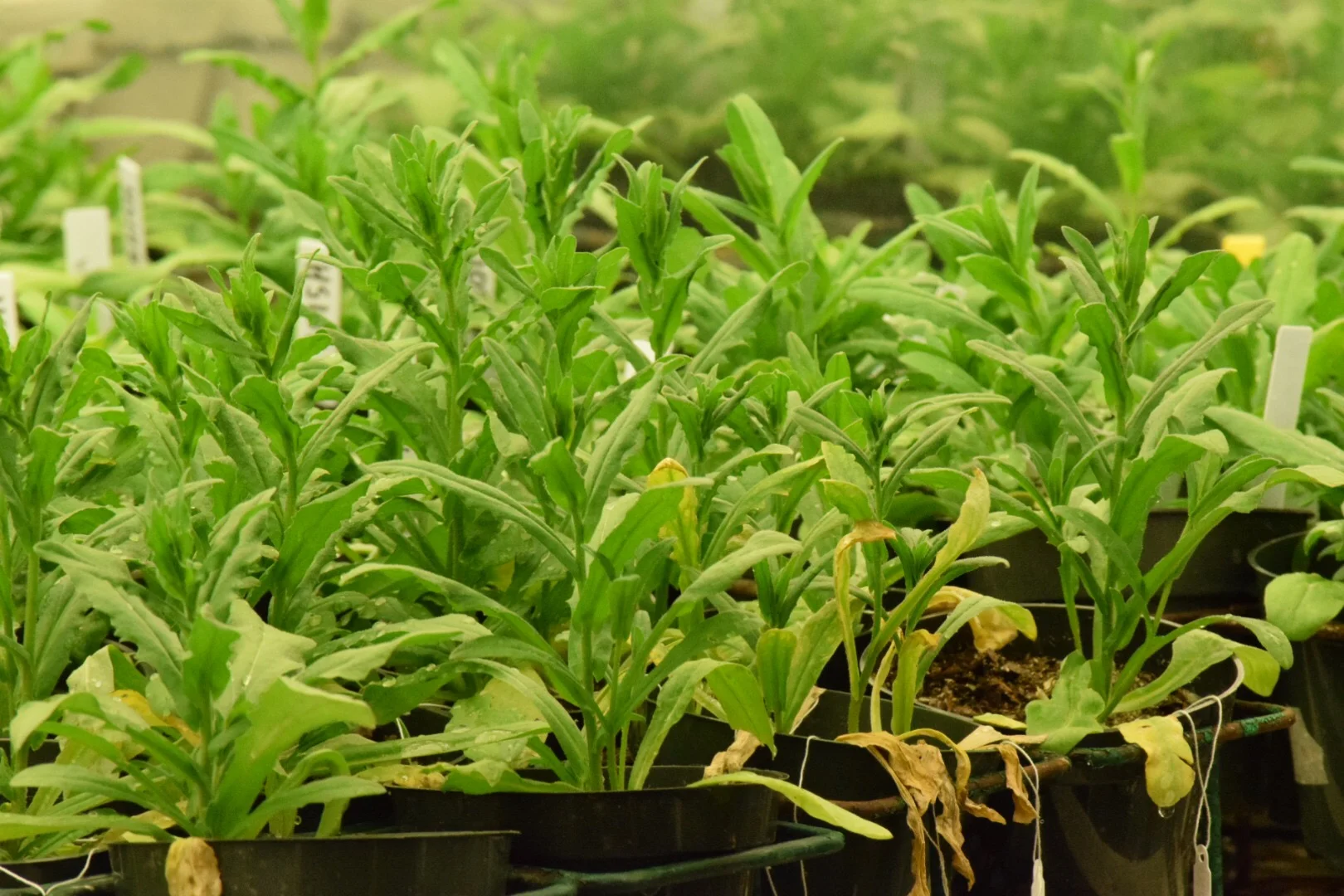 Growth Experiment NCSU Phytotron.JPG