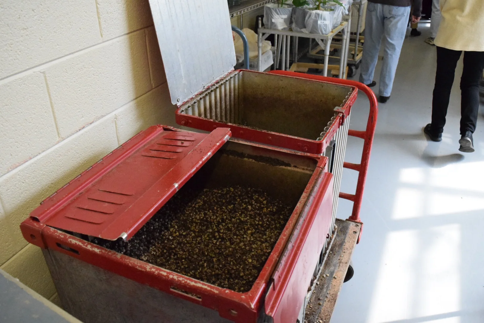 Growth Media at Phytotron.JPG