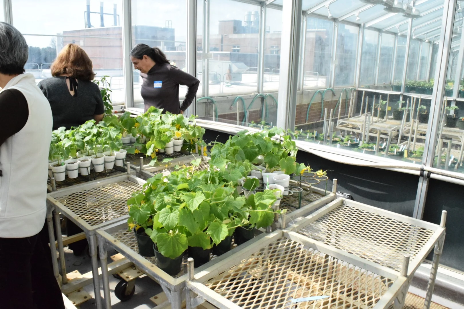 Penny at Phytotron.JPG