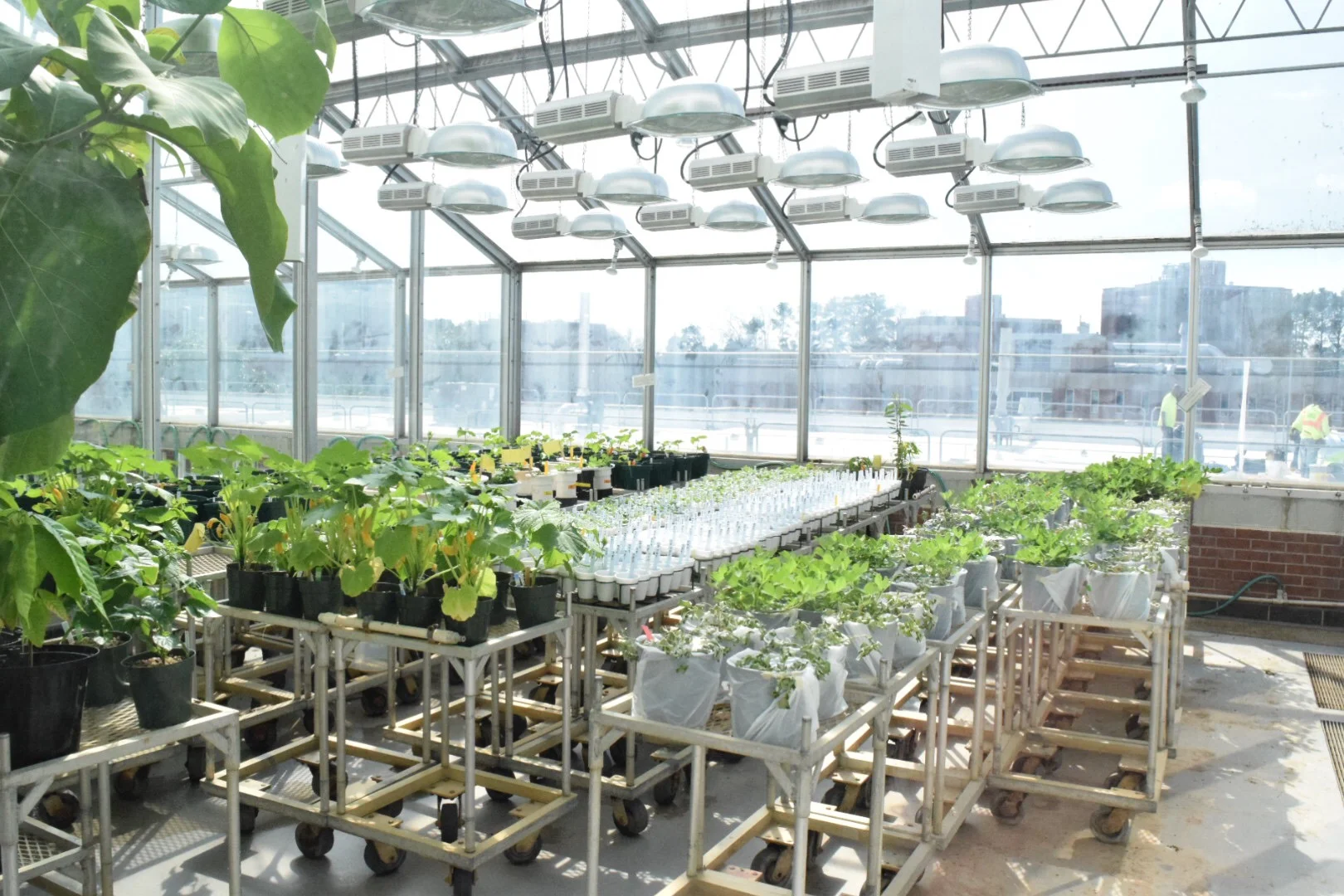 Phytotron Greenhouse.JPG
