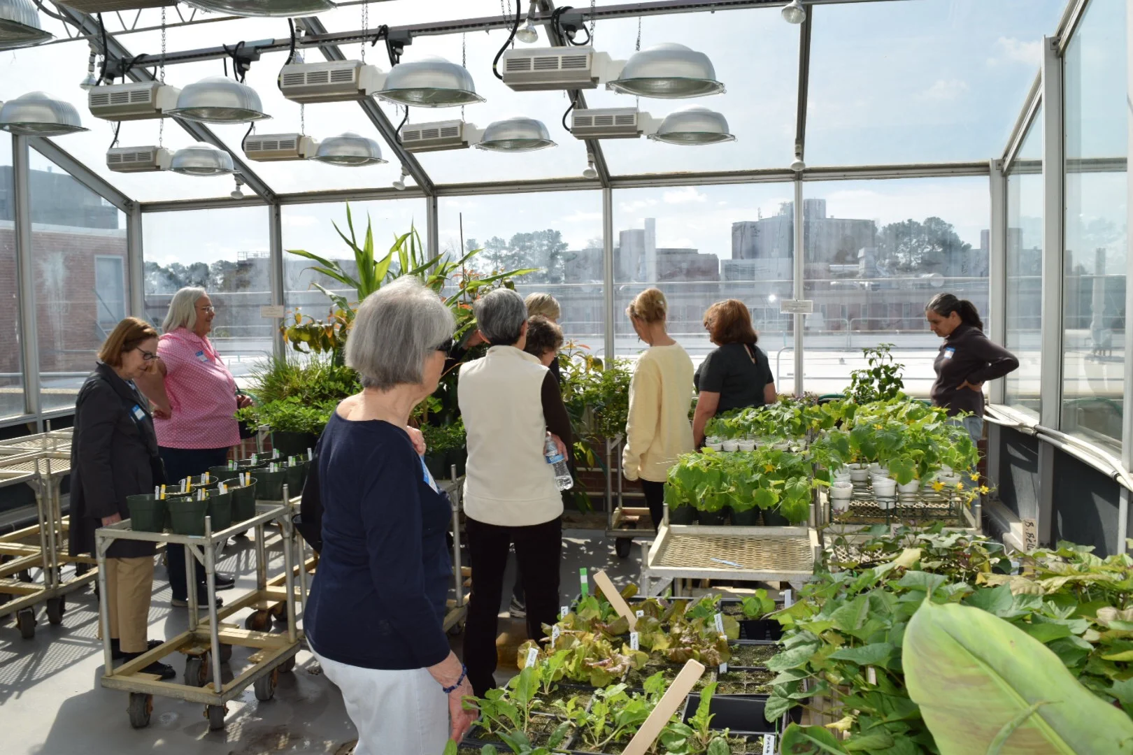 Greenhouse at Phytotron 2.JPG