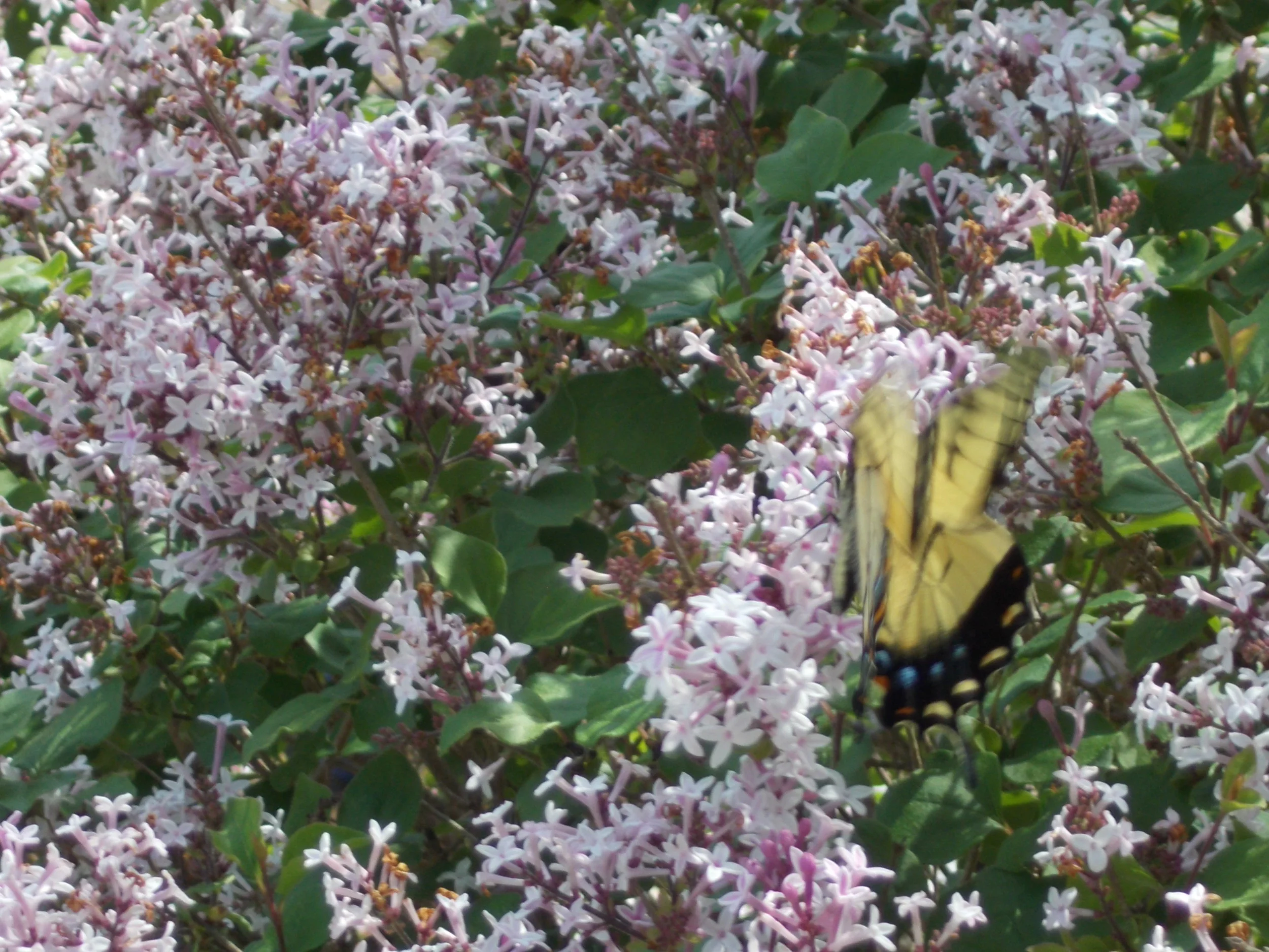 DSCN1160.jpg