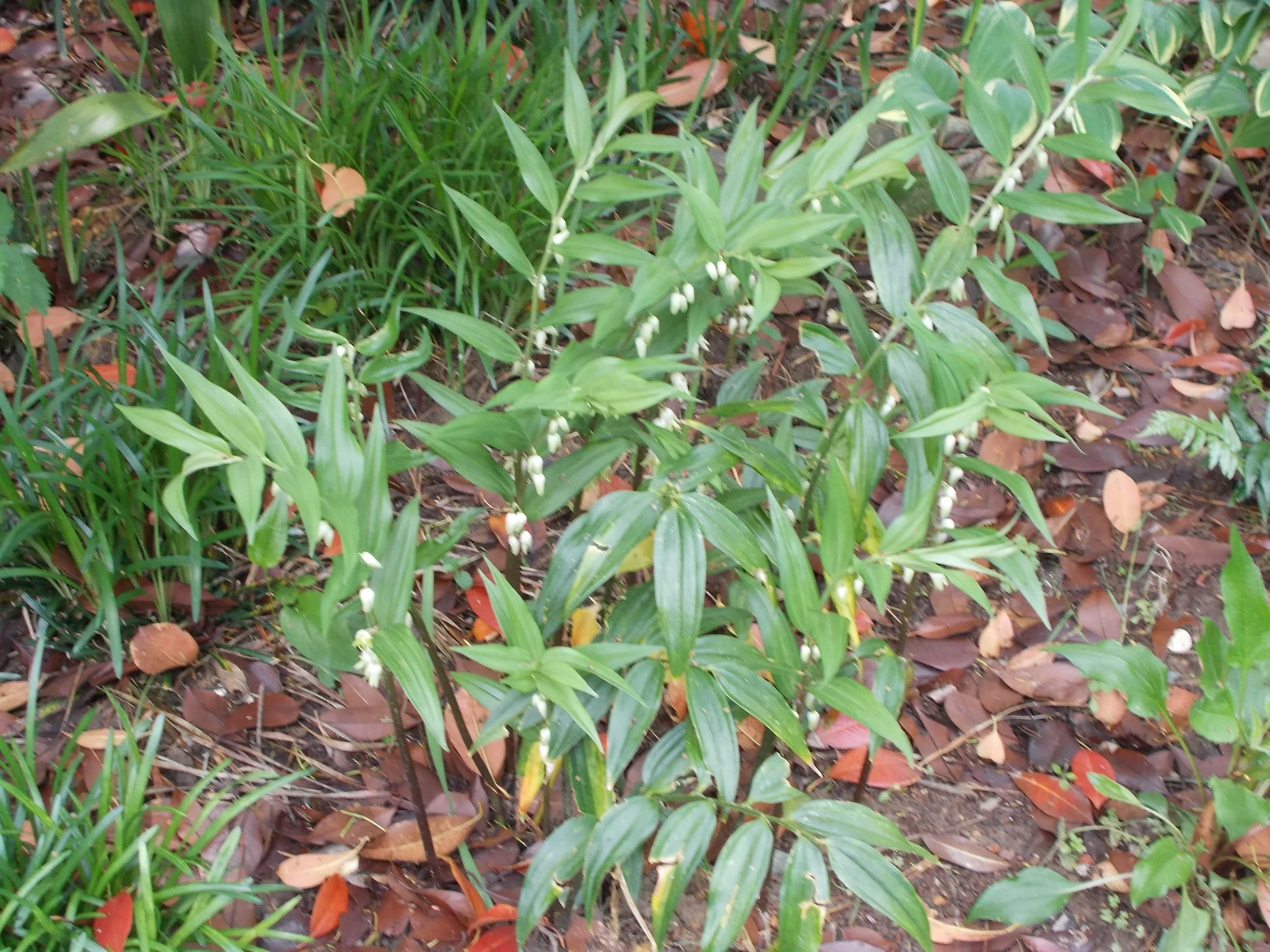 DSCN1163.jpg