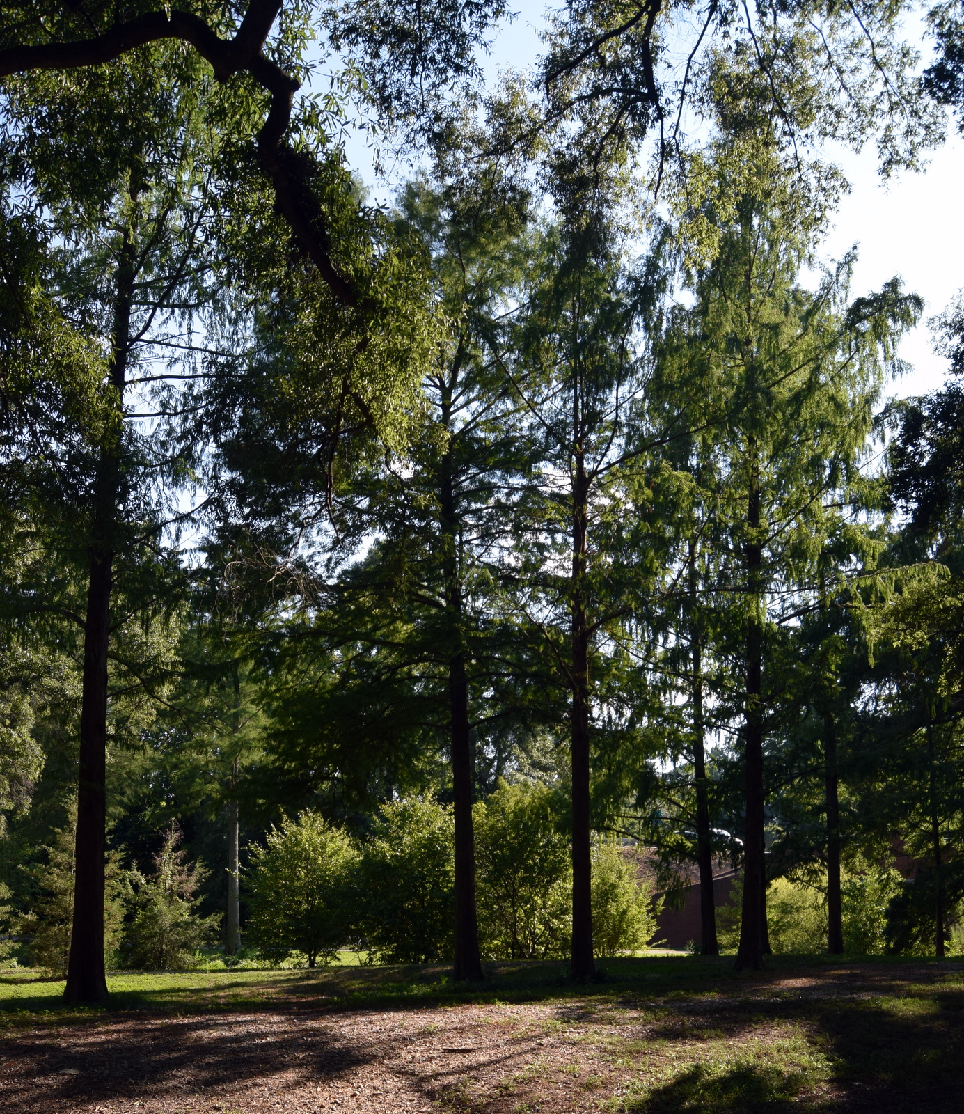 Dawn Redwoods in 2017