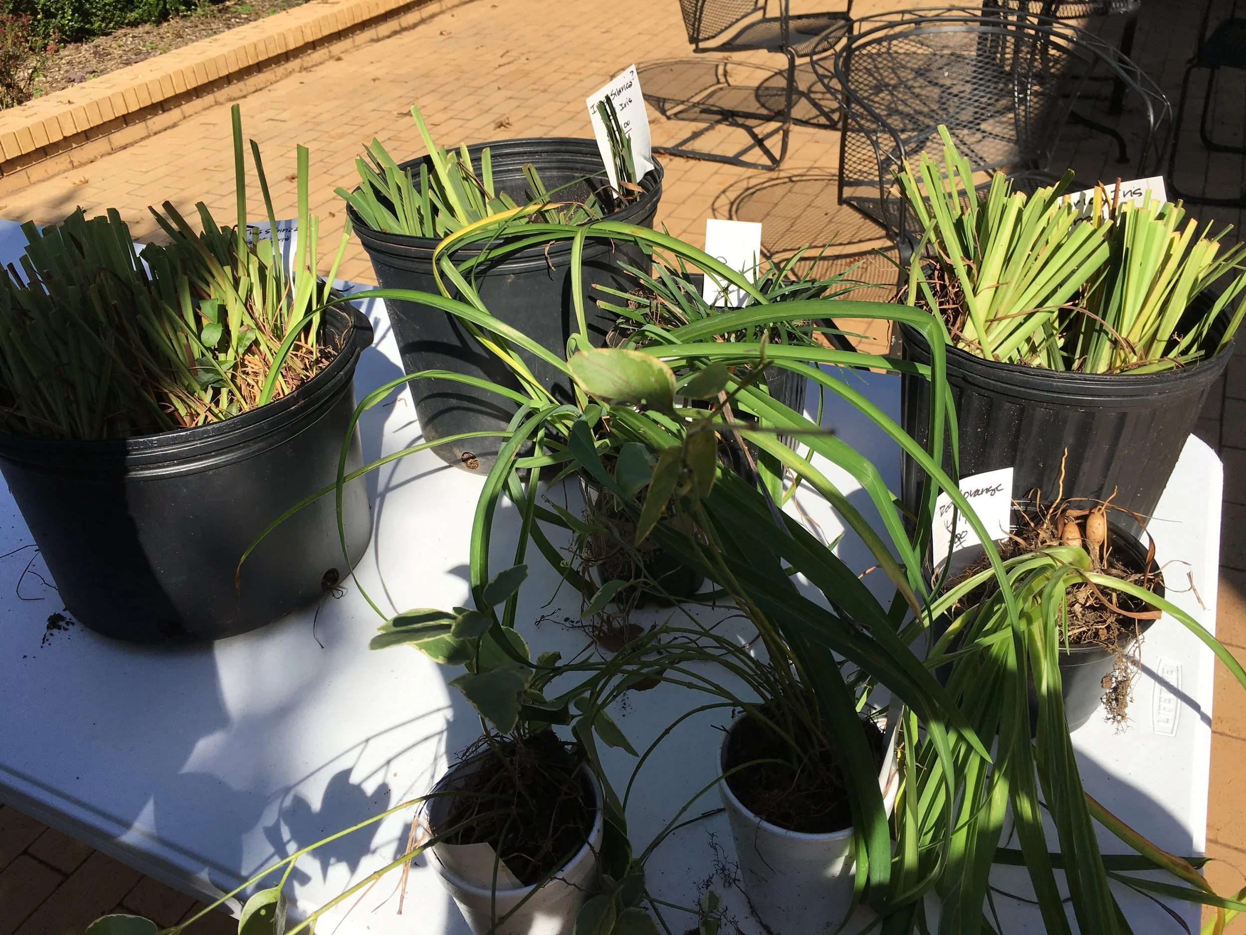 Oct 2018 Meeting Plant sale.JPG