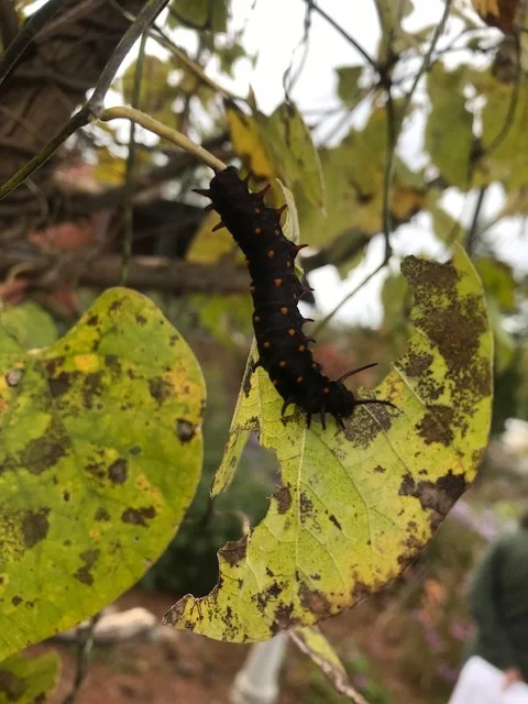 Caterpillar 1.jpg