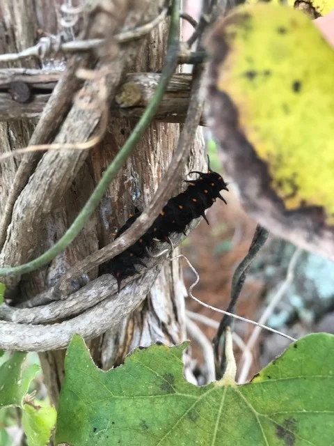 Caterpillar 2.jpg