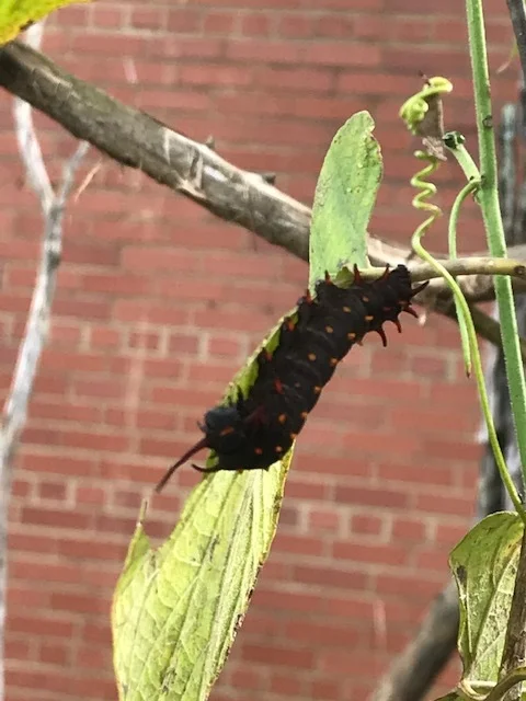 Caterpillar 3.jpg