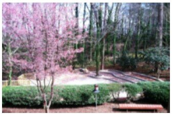  The blooming cherry tree at the WCR McMillan Garden 