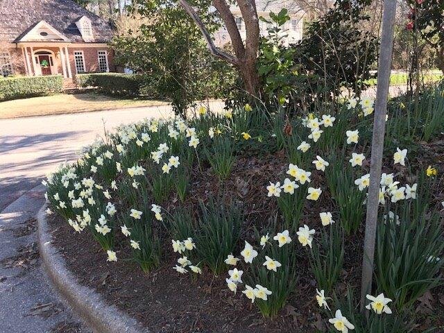 Daffodils along White Oak Rd in the Charlotte Hilton Green Park