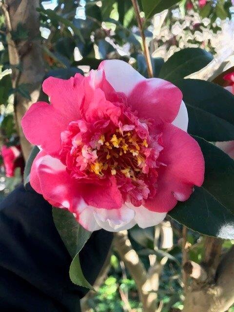 A camellia from Charlotte Hilton Green Park